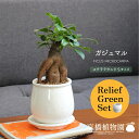 【15日はP5倍!】【リリーフグリーンセット】【ステララウンド:Sサイズ/陶器鉢】ガジュマル【受け皿付き】×フランスゴム 曲がり【陶器鉢/受け皿付き】【2鉢セッ...