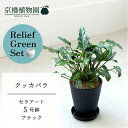 【リリーフグリーンセット】【セラアート鉢/ブラック】クッカバラ 5号【受け皿付き】×ガジュマル【陶器鉢/受け皿付き】【2鉢セット】