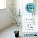 【リリーフグリーンセット】【セラアート鉢/ブラック】オリーブ 6号【受け皿付き】×ガジュマル【陶器鉢/受け皿付き】【2鉢セット】