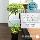 【リリーフグリーンセット】【セラアート鉢:ブラック】シェフレラ‘ハッピーイエロー’ 曲がり7号×ガジュマル【陶器鉢/受け皿付き】【2鉢セット】