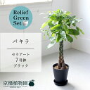 【リリーフグリーンセット】【セラアート鉢/ブラック 黒】パキラ 7号【受け皿付き】×ガジュマル【陶器鉢/受け皿付き】【2鉢セット】