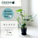 【リリーフグリーンセット】【セラアート鉢/ブラック 黒】モンステラ 7号【受け皿付き】×ガジュマル【陶器鉢/受け皿付き】【2鉢セット】