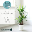 【リリーフグリーンセット】【セラアート鉢/ホワイト 白】ユッカ・エレファンティペス 青年の木 7号【受け皿付き】×ガジュマル【陶器鉢/受け皿付き】【2鉢セット】