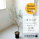 【20日はP5倍!】【リリーフグリーンセット】【セラアート鉢/ブラック】オリーブ 6号【受け皿付き】×フランスゴム 曲がり【陶器鉢/受け皿付き】【2鉢セット】