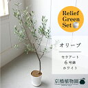 【リリーフグリーンセット】【セラアート鉢/ホワイト】オリーブ 6号【受け皿付き】×フランスゴム 曲がり【陶器鉢/受け皿付き】【2鉢セット】