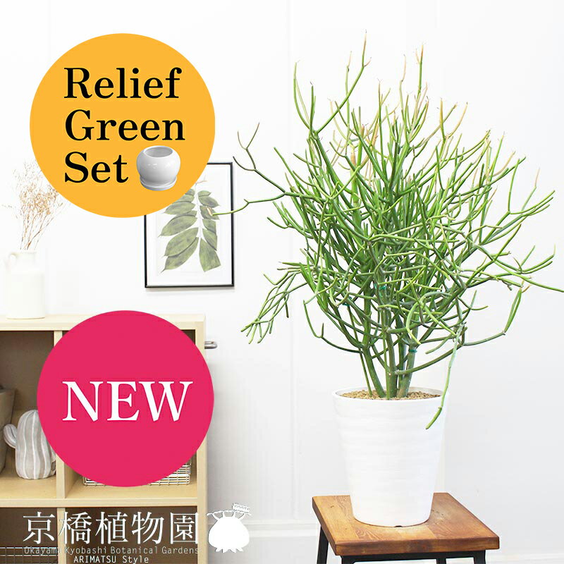 【SSクーポンあり】【SS特価品】【リリーフグリーンセット】ミルクブッシュ青珊瑚)　6号（白セラアート..