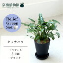 【リリーフグリーンセット】【セラアート鉢/ブラック】クッカバラ 5号【受け皿付き】×サンスベリア【陶器鉢/受け皿付き】【2鉢セット】