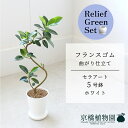 【リリーフグリーンセット】【セラアート鉢/ホワイト】フランスゴム 超曲がり 5号【受け皿付き】×サンスベリア【陶器鉢/受け皿付き】【2鉢セット】