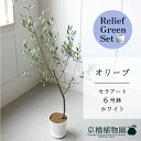 【リリーフグリーンセット】【セラアート鉢/ホワイト】オリーブ 6号【受け皿付き】×サンスベリア【陶器鉢/受け皿付き】【2鉢セット】