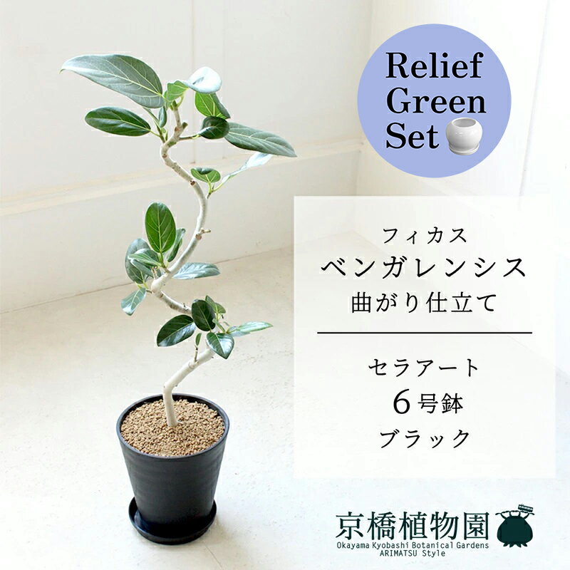 【リリーフグリーンセット】【セラアート鉢／ブラック】フィカス　ベンガレンシス　6号　E6G【受け皿付き】×サンスベリア【陶器鉢/受け皿付き】【2鉢セット】