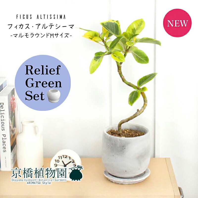 【SSクーポンあり】【SS特価品】【リリーフグリーンセット】【マルモラウンドMサイズ/受け皿付き】フィ..