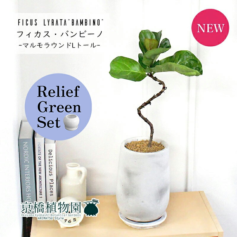 カシワバゴムノキバンビーノ曲がり4...