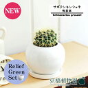 【リリーフグリーンセット】【陶器鉢/ホワイト】サボテン 金鯱(キンシャチ)【受け皿付き】3.5G×サンスベリア【陶器鉢/受け皿付き】【2鉢セット】
