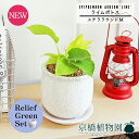 【リリーフグリーンセット】【ステララウンド:Mサイズ/陶器鉢】ライムポトス【受け皿付き】pot×サンスベリア【陶器鉢/受け皿付き】【2鉢セット】
