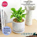 【リリーフグリーンセット】【マルモラウンドS】ポトス【受け皿付き】pot×サンスベリア【陶器鉢/受け皿付き】【2鉢セット】