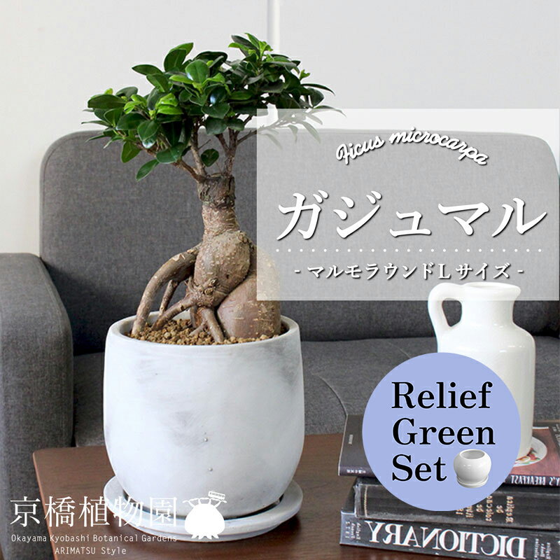 【SSクーポンあり】【リリーフグリーンセット】【マルモラウンドLサイズ】ガジュマル【受け皿付き】×サ..