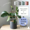 【リリーフグリーンセット】【えらべるカラー】フランスゴム超曲がり×陶器鉢・リア【受け皿付】POT×サンスベリア【陶器鉢/受け皿付き】【2鉢セット】