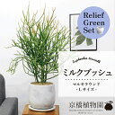 【20日はP5倍!】【リリーフグリーンセット】【マルモラウンドLサイズ】ミルクブッシュ【受け皿付き】×サンスベリア【陶器鉢/受け皿付き】【2鉢セット】