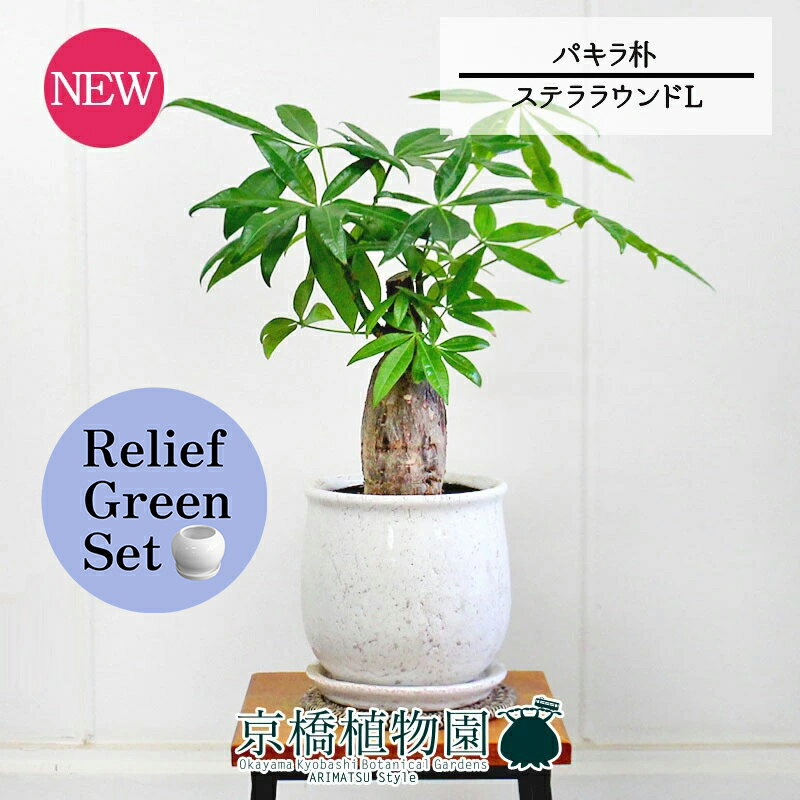 【SSクーポンあり】【リリーフグリーンセット】【ステララウンド：Lサイズ/陶器鉢】パキラ　朴　5G×サ..