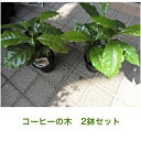 コーヒーの木 コーヒーの木　2鉢セット　観葉植物　育てるコーヒーの木