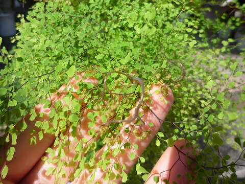 アジアンタム 植物図鑑