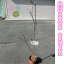 ヤマボウシ ビーナス クーサビーナス 白い大輪の花が咲きます