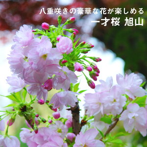   ͺ  12cmݥå  sakura ߺ ߥߺ bonsai Ȭź餭 ̵