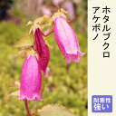 山野草 苗 ホタルブクロ アケボノ 9cmポット 和風 茶花 鉢植え 露地植え 多年草 宿根草 カンパニュラ campanula