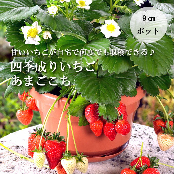 イチゴ 苗 四季成り あまごこち 9cmポット なるあま いちご ストロベリー strawberry 苺 家庭菜園 ガーデニング 登録品種 ハクサン PW