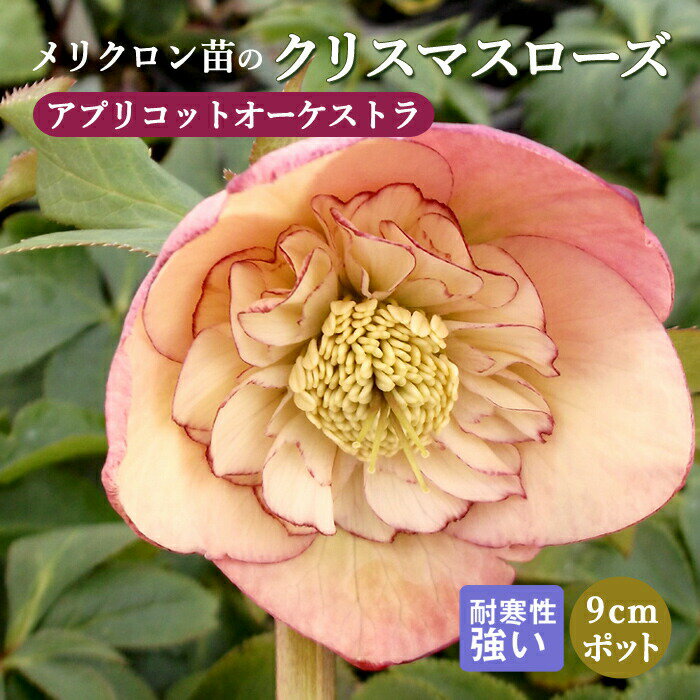 12月に植える花｜寒さに強い！ベランダで育てられる苗や種のおすすめを教えて！