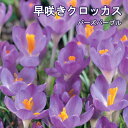 【予約・早割】 早咲き クロッカス 球根 バーズパープル 7球 パープル 紫 秋植え crocus 寄せ植え 花壇 花の大和 【10月上中旬より順次発送】
