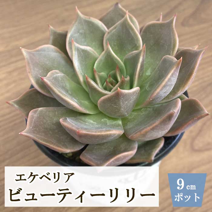 多肉植物 エケベリア ビューティーリリー 9cm ポット echeveria プレミアム サキュレント beauty lily 多年草 多肉 植物 たにく 苗 育てやすい 可愛い