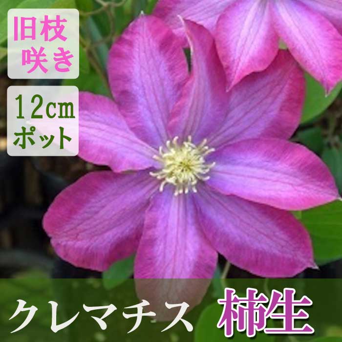 クレマチス 柿生 カキオ 12cm苗 ピンク 【パテンス系・旧枝咲き】早咲き 大輪 clematis かきお