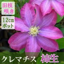 クレマチス 柿生 カキオ 12cm苗 ピンク 早咲き 大輪 clematis かきお