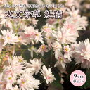 【予約・早割】 大文字草 妖精 9cmポット 苗 桃花 細弁八重咲き 落葉性 多年草 山野草 草花 ダイモンジソウ 【9月下旬より順次発送】