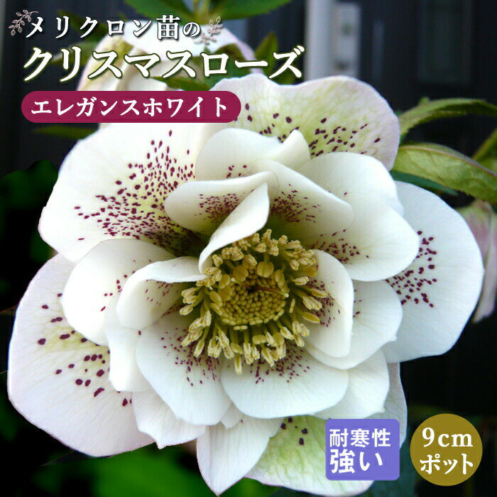 楽天市場】クリスマス ローズ 希少 品種(花・ガーデン・DIY)の通販 楽天市場】クリスマス ローズ 希少 品種(花・ガーデン・DIY)の通販