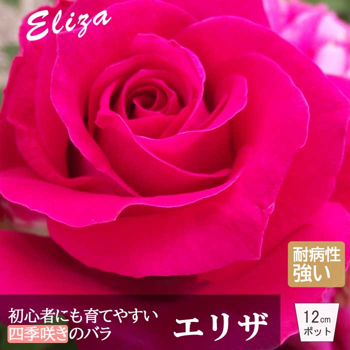 【予約・早割】 バラ 苗 エリザ 育てやすい ビギナーズ 初心者 四季咲き 12cmポット 2年生大苗 大輪 ピンク ガーデン 薔薇 ローズ Eliza 【12月後半～翌年1月お届け】