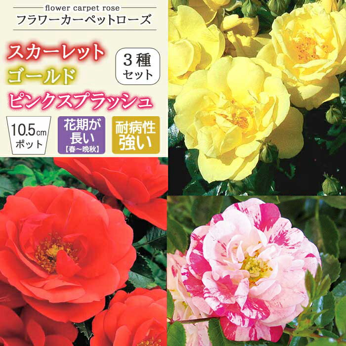 【予約・早割】フラワーカーペットローズ 3種セット スカーレット ゴールド アップルブロッサム バラ 苗 ローズ 10.5cm 育てやすい 病気に強い グランドカバー バラ苗 薔薇 rose 園芸 (登録品種) 3月下旬より順次発送