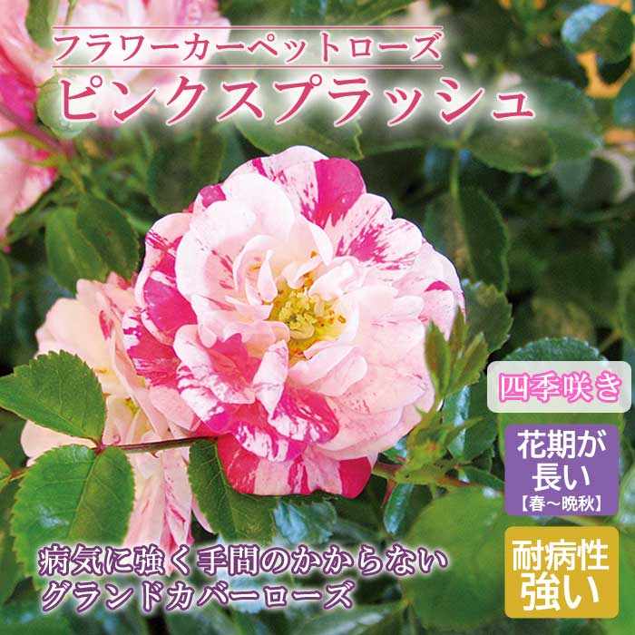 フラワーカーペットローズ ピンクスプラッシュ バラ 苗 ローズ 10.5cm 育てやすい 病気に強い グランドカバー バラ苗 薔薇 rose 園芸