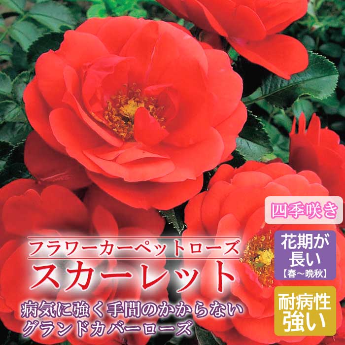 【予約・早割】フラワーカーペットローズ スカーレット バラ 苗 ローズ 10.5cm 育てやすい 病気に強い グランドカバー バラ苗 薔薇 rose 園芸 (登録品種) 3月下旬より順次発送のサムネイル