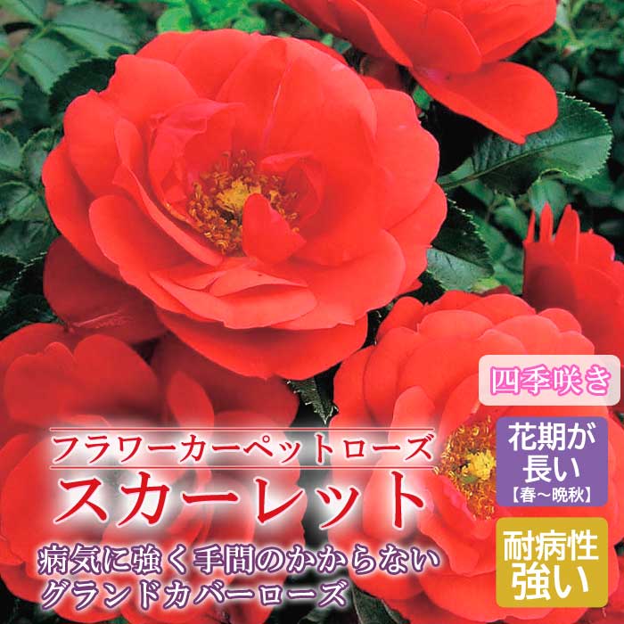 フラワーカーペットローズ スカーレット バラ 苗 ローズ 10.5cm 育てやすい 病気に強い グランドカバー バラ苗 薔薇 rose 園芸 登録品種 