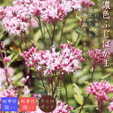 花苗 濃色ふじばかま 9cmポット フジバカマ 藤袴 桃花 和風 古風 茶花 秋の七草 アサギマダラ 蝶 切り花 ガーデニング 園芸 お庭作り ピンク 多年草 桜餅 花 苗