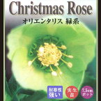 クリスマスローズ 苗 緑系 実生苗 7.5cm 実生 冬 花壇 耐寒性 ガーデニング ヘレボルス