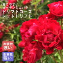 ドリフトローズ 苗 レッドドリフト 9cmポット 育てやすい ガーデン ミニバラ バラ 薔薇 ローズ rose