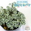 山野草苗 白雪ミセバヤ 多肉植物 15cm硬質ポット 苗
