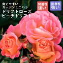 ドリフトローズ 苗 ピーチドリフト 9cmポット 育てやすい ガーデン ミニバラ バラ 薔薇 ローズ rose (登録品種)