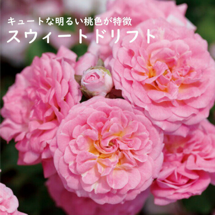 ドリフトローズ 苗 スウィートドリフト 9cmポット 育てやすいガーデンミニバラ バラ 薔薇 ローズ rose 登録品種 