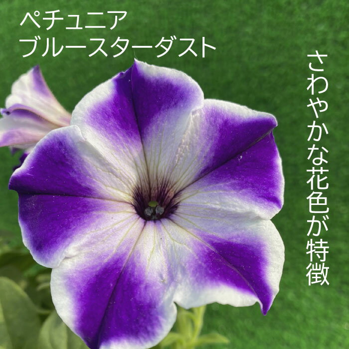 ペチュニア 苗 ブルースターダスト 10.5cmポット 花 花苗 ガーデニング 寄せ植え 星咲き