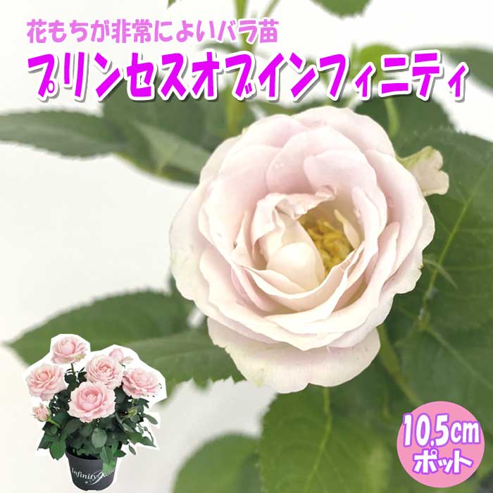 バラ苗 ピンク プリンセスオブインフィニティ 開花期が長い 花もちが良い インフィニティローズ 10.5cmポット 薔薇 roseのサムネイル