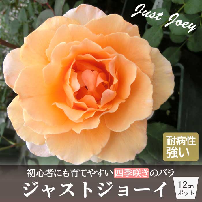 バラ 苗 ジャストジョーイ 育てやすい 初心者 四季咲き 12cmポット 4号鉢 2年生大苗 大輪 オレンジ WFR..